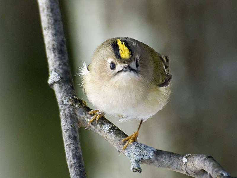 Ein süßes Wintergoldhähnchen auf einem Ast.
